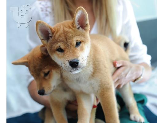 PoulaTo: Shiba Inu